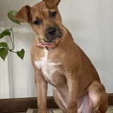 Entry image for Gertie