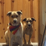 Entry image for Ginger and Cookie