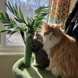 Entry image for Toast and Lionel
