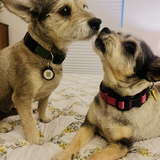 Entry image for Maggie and Samson