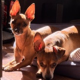 Entry image for Moosey and Apache