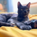 Entry image for Pip