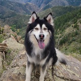 Entry image for Rocky