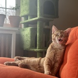 Entry image for Alfie