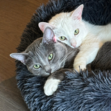 Entry image for Cassi & Smokey