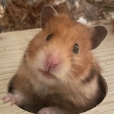 Entry image for Betty