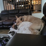 Entry image for Zahara and Bruiser 