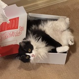 Entry image for Ollie