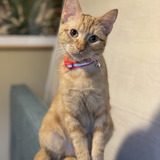 Entry image for Oliver
