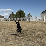 Entry image for Gracie