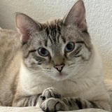Entry image for Beau