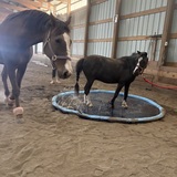 Entry image for Brillo and Blaze