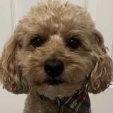 Entry image for Oliver