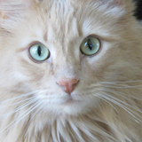 Entry image for Milo