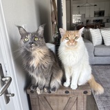 Entry image for Tilly and Twix