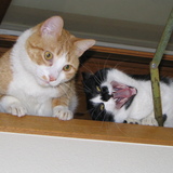 Entry image for Mandy & Sammy