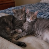 Entry image for Bert & Ernie