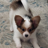 Entry image for Sam