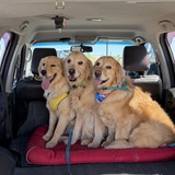 Entry image for Parker, Gracie & Sofie