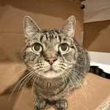 Entry image for Gray Cat