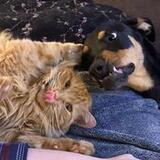Entry image for Ginger and Sadie