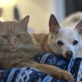 Entry image for Killer and Ginger