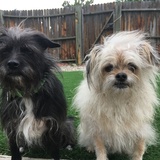 Entry image for Ace (Blonde) and Duce (Black)