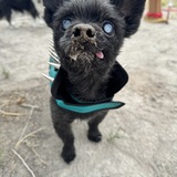 Entry image for Lenny