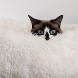 Entry image for Lulu
