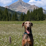 Entry image for Murphy 