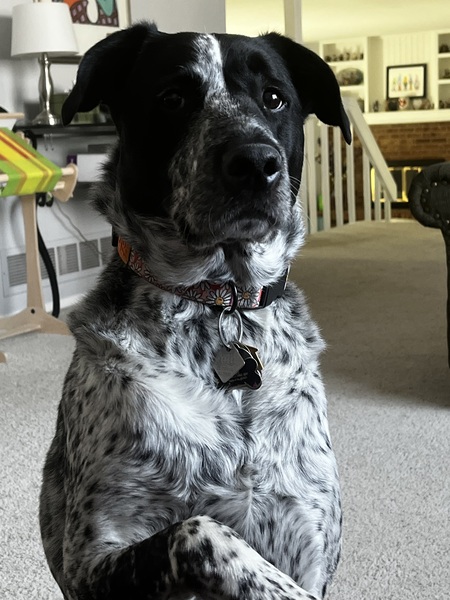 Entry image for Rory. Clicking this image will show a larger photo