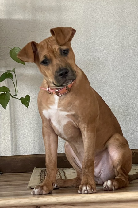 Entry image for Gertie. Clicking this image will show a larger photo