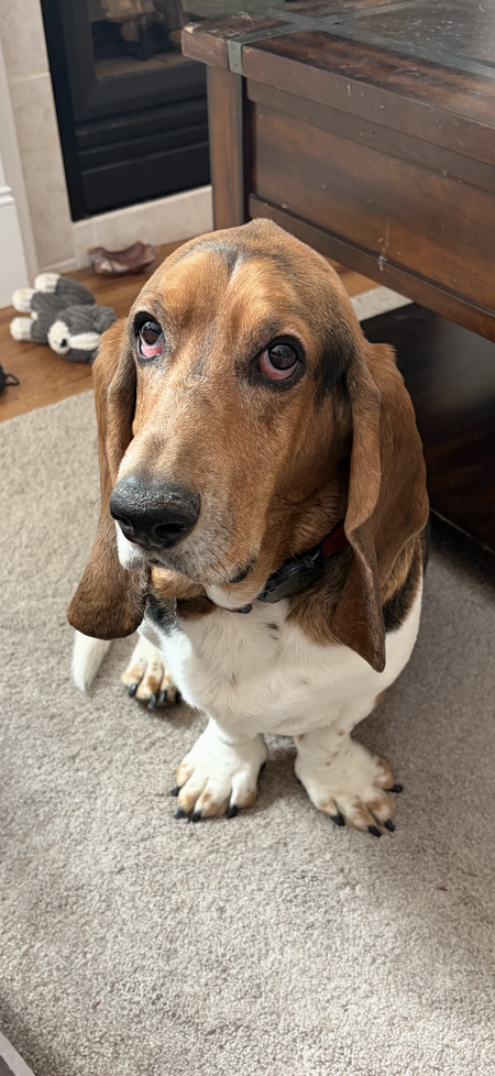 Entry image for Watson. Clicking this image will show a larger photo