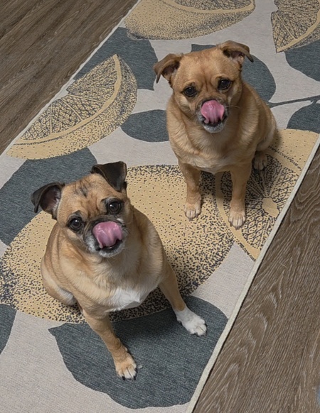 Entry image for George and Wrigley. Clicking this image will show a larger photo