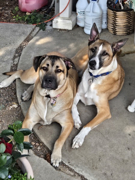 Entry image for Freya and Dennison . Clicking this image will show a larger photo
