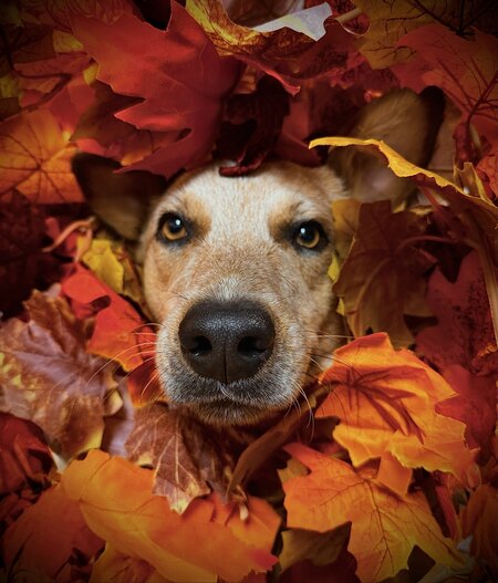 Entry image for Koda . Clicking this image will show a larger photo
