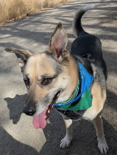 Entry image for Bella. Clicking this image will show a larger photo