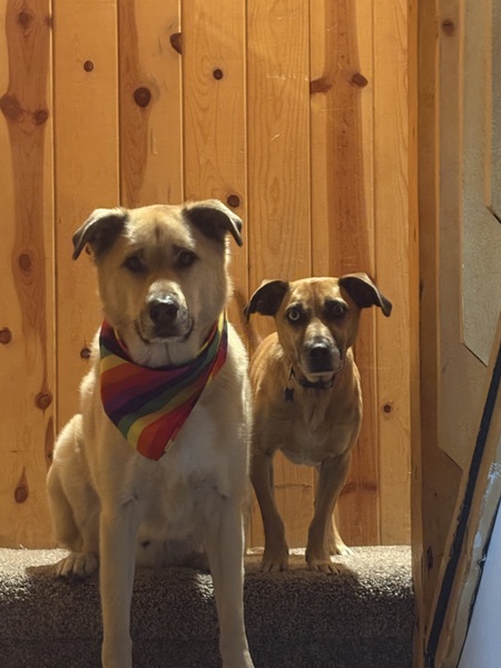 Entry image for Ginger and Cookie. Clicking this image will show a larger photo