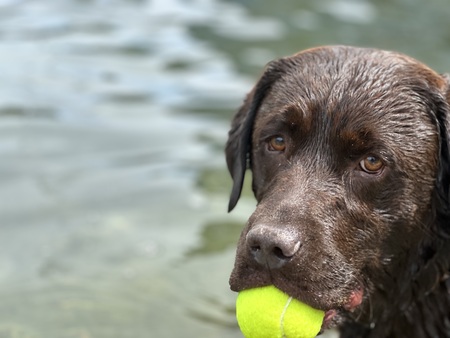 Entry image for Walter. Clicking this image will show a larger photo