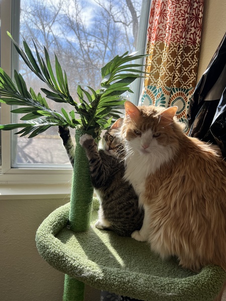 Entry image for Toast and Lionel. Clicking this image will show a larger photo
