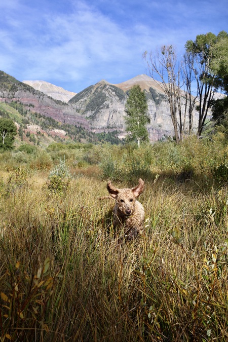 Entry image for Zoey. Clicking this image will show a larger photo