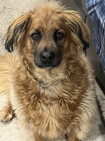 Entry image for Cooper. Clicking this image will show a larger photo