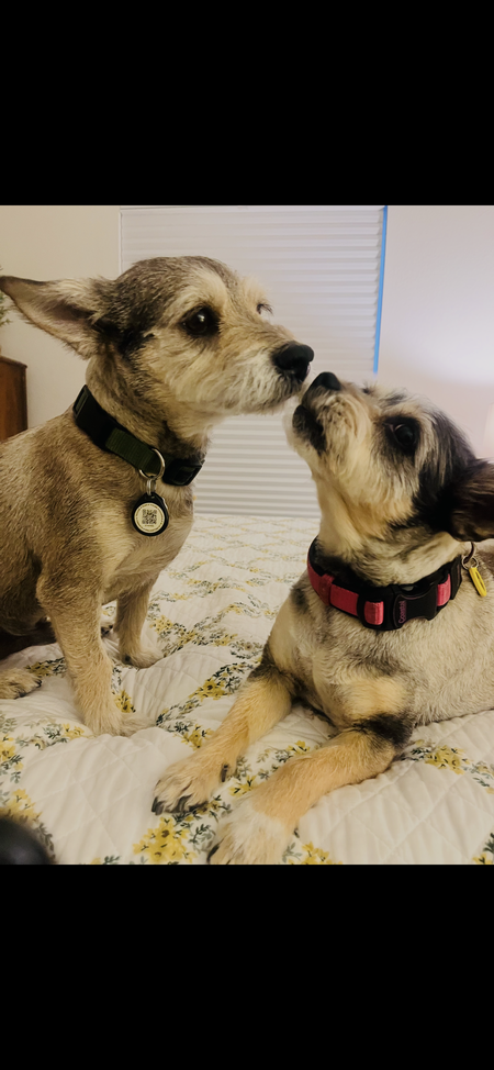Entry image for Maggie and Samson. Clicking this image will show a larger photo