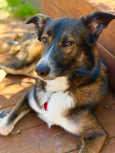 Entry image for Penny. Clicking this image will show a larger photo