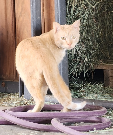 Entry image for Oskar. Clicking this image will show a larger photo
