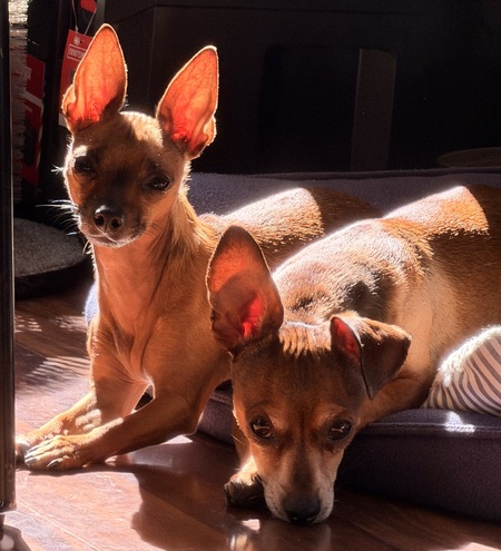 Entry image for Moosey and Apache. Clicking this image will show a larger photo