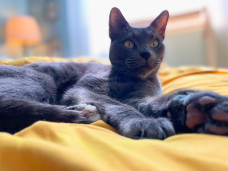 Entry image for Pip. Clicking this image will show a larger photo