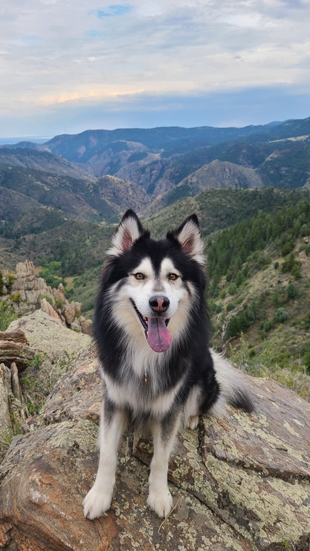 Entry image for Rocky. Clicking this image will show a larger photo