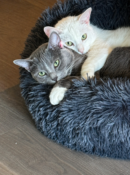 Entry image for Cassi & Smokey. Clicking this image will show a larger photo