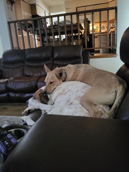 Entry image for Zahara and Bruiser . Clicking this image will show a larger photo